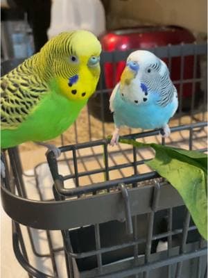 Parakeets For Beginners  #budgie #parakeet #budgielife #parrotmama #parrotsoftiktok #petbird #parakeetbird #birdtiktok #birdsounds #birddancing #parrotmama