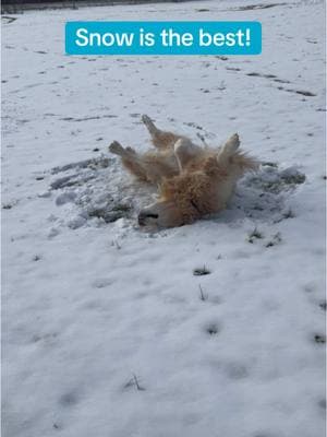 Snow angels! #goldenretrieversontiktok #goldenretrieversoftiktok #goldenretrieverworld #fyp #goldenretrieverlife #dogsandsnow #snowdogs #snowangels 