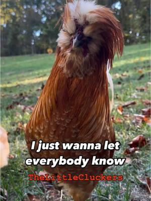 New year same me  #chicken #life #newyear #happynewyear #2025 #chickensoftiktok #thelittlecluckers 