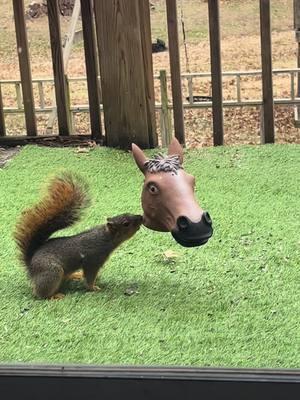 So proud of Stu for embracing his inner pony 🐴 #funny #squirrel 