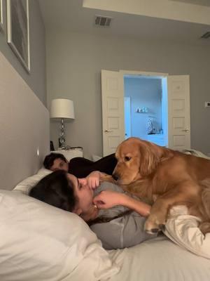 the way I gasped when I saw him staring at the camera… WHO DOES THIS #goodboybodie #goldenlife #dogmom #dogdad #dogsoftiktok #wakeupwithme 