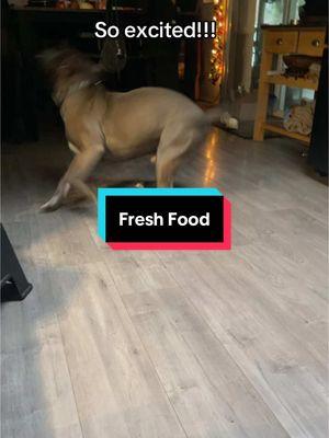 Do your dogs eat fresh food? #dogfood #freshfood #growyourown #balancedmeal #firsttime #nelli #nellisdelicacy #backyardfamilyfarm 