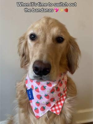 You’re as sweet as a strawberry 🍓 Valentine’s Day Dog or Cat Bandana ✨ #ValentinesDay #dogoutfit #petbandana #dogbandana #cutedogs 