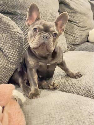 Chloe 💕 #chloegirl #fyp #lovemydog #bluetri #frenchiesoftiktok #frenchbulldog #frenchie #dogmom #mommasbaby #cutedog #viralvideo 