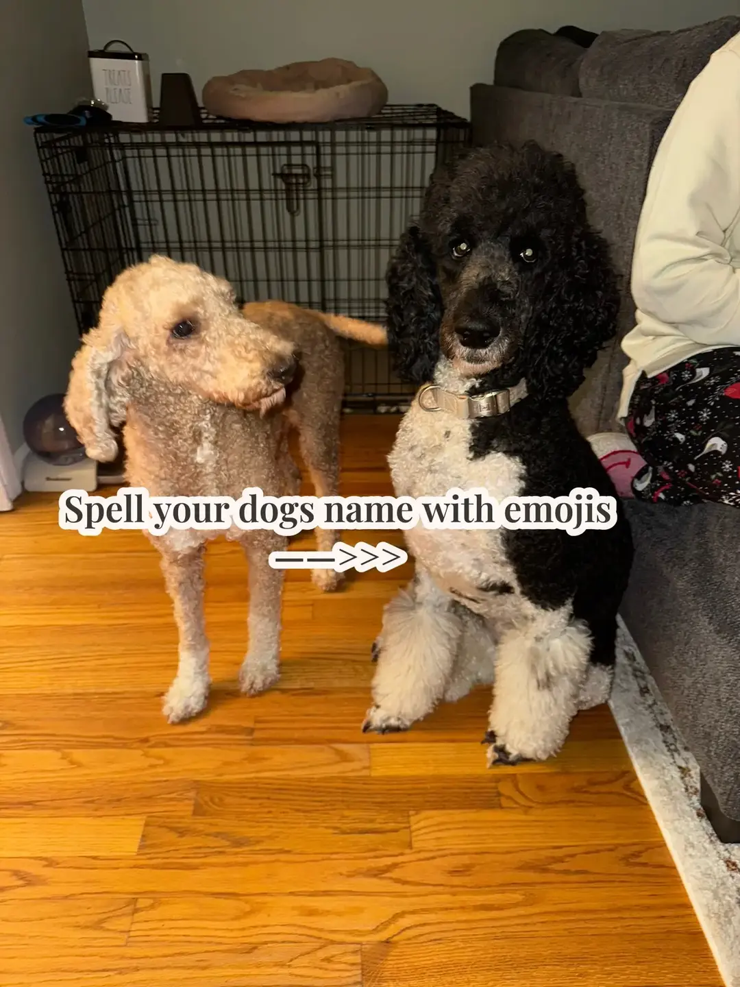 Can you guess it? #dogs #dogsoftiktok #poodlesoftiktok #standardpoodle #partipoodle #bestgirls #gooddogs #fyp 