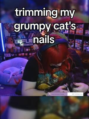 sometimes you just gotta trim your cats nails on stream 😅 #PixelxKitten #streamercats #streamerpets #nebelung #jasperthecat #streamclips #funnytwitch #funnyclips 