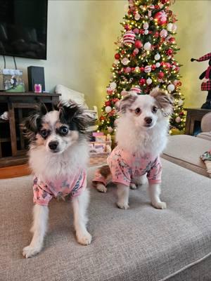 Merry Christmas from Nova & Zoey. I think Nova enjoyed her stocking. #santa #toyaustralianshepherd #christmas #dogsoftiktok #toyaussie #aussies #2024 #florida #stocking #presents #dogchristmas 