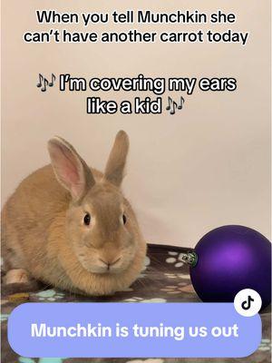 Munchkin really likes snacks… but then again, who doesn’t? 🥕🐰 Adopt this cute bun from the Humane Society of Utah today, or learn more at the link in our bio! 💜 #fyp #humanesocietyofutah #adoptablebunny #adoptablerabbit #bunniesoftiktok #rabbitsoftiktok #samsmith #lalala #cute #funny #adopt #adoptme 