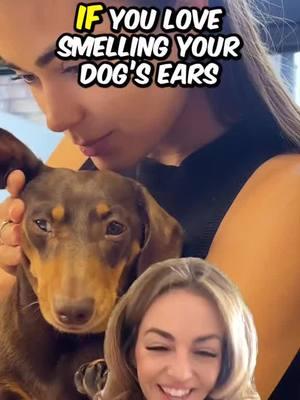 Who knew you could be addicted to the smell of your dog's ears... #dogsears #dogearcleaning #LearnOnTikTok #fyp