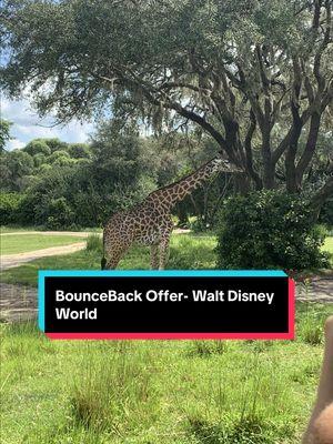 My Walt Disney World client saved $1,200 on her next Disney World trip by getting what is called a BounceBack offer. It is the BEST way to save money on your next Disney vacation! She was able to snag a Savannah View room at Disney’s Animal Kingdom Lodge for a GREAT rate! #disney #waltdisneyworld #disneyworld #animalkingdomlodge #animalkingdom #disneytips 