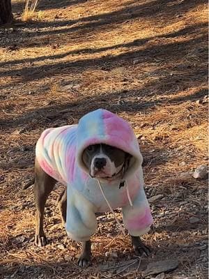 Tengo una sudadera igual que mi perro 🥰 #livindonehoodie #match #matchingoutfits #dog #perro #friends 