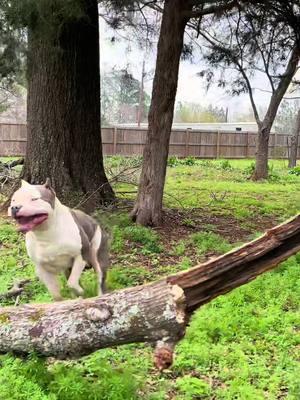 140lbs+ and functional 💯💪🏼 Vaquero is everything and then some 🔥🔥 #wheelerbullies #fyp #fypシ #foryoupage #americanbully #americanbullyofficial #bigdogs #xlbully #xlbullies #beautifuldog 