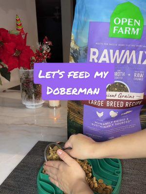 Ragers din din 🍽️ @Open Farm Pet @Wuffes #doberman #openfarm #openfarmpet #wuffes #dogfood #dogsupplements #dogfoodrecipe #dogtreats #rawdogfood 