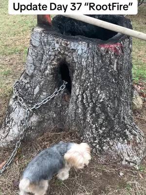 Update on “The Tictok STUMP “Day 37 , Rootfire #safetytips #safehands #howtoremovestump !! #satisfyingvideo #yardwork #sthil #chainsaw #fyp #stumpgrinder #stumpremoval #howtoremovestump #diytools #rootfireconcerns #rootfire #safetyfirst #performedbyprofessionals #steeltoe #osha #oshaapproved #lumberjack #treeservice 