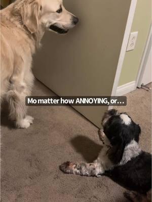 Little dogs!! Am I right!?! #funnyfinlee #goldenretriever #shihtzu #doglife #alphadog #dogproblems #life #hardlife #rough #rufflife #mydog #fyp #fypage #fyppppppppppppppppppppppp 