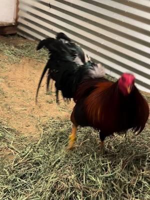 #gamefowl #foryourpage #fypシ゚viral #topnotchgamefarm831 #selfmade #gallos #4u 