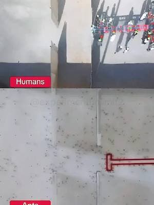 Problem solving skills of Ants vs Humans #experimentunlimit #ants #skills #amazing #fyp 