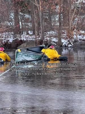 Franklin Lakes fire department saved a dog on Sunday after it swam out to an island 75 feet away from shore. The island was surrounded almost completely by ice. Crews quickly created a plan to bring the dog to saftey using a homeowners cone, saftey rope & a baggie of treats. The dog was uninjured & returned to its owners Download the @Towns_Ot app for more #localnews! We are also looking to expand our team & bring on a software engineer, dm us for more info #bergencounty #bergencountynj #franklinlakes #franklinlakesnj #northjersey #townsofnewjersey