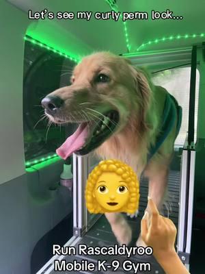 Pick a favorite perm🤣🤣🤣 #aifilter #fyp #foryoupage #mobiledoggym #heathydogsarehappydogs #slatmill #perm #dogperm #hairdone 