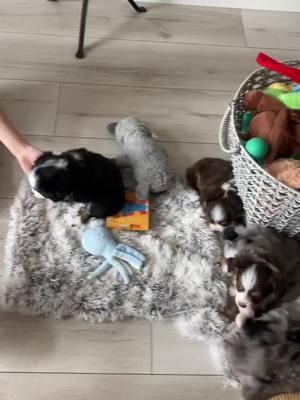 Nothing like a good book with the girls, & the company of some ‘little’ friends! Check out all our lil ‘besties’ on our website- they are sure to match your energy moving into the New Year! ✨🐾 #buzzfeedanimals #instaaussie #puppy #australianshepherdworld #worldofcutepets #bestwoof #rufflife #dogsoftheworld #dogsofinsta #cute