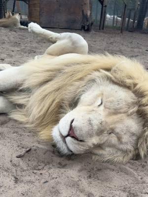 Timba tummy 🦁🥰 #NOTpets #lion #lions #whitelion #whitelions #bigcat #bigcats #cat #cats #animal #animals #Love #amazing #fl #florida #fyp 