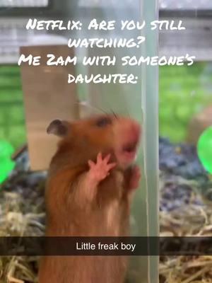 That hamster was a little freak boy! #netflix #petsmart #gerbil  #windowlicker #fyp #fypシ #xyzbca 