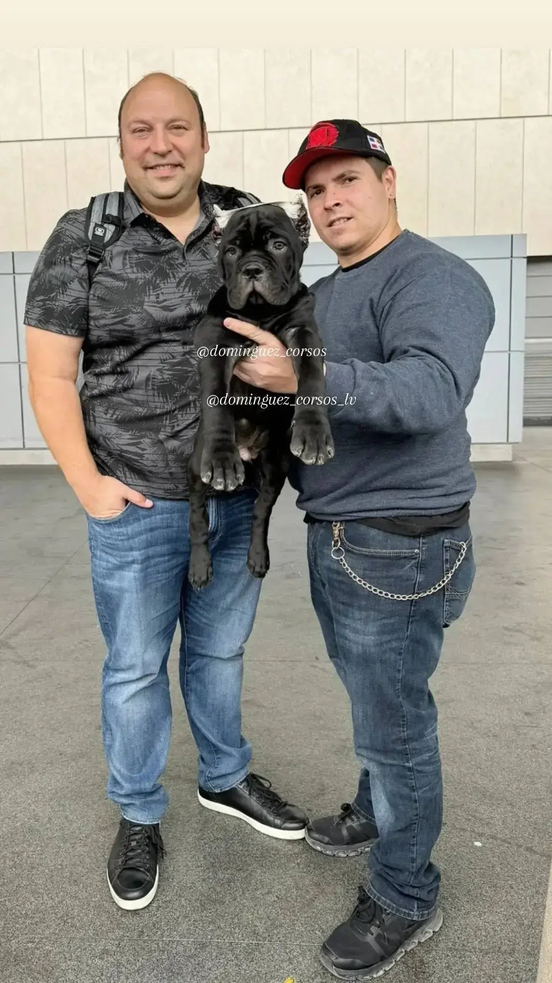 ✨David and his beautiful 8 week old male puppy😍 #CANE #CANECORSO #CANECORSOPUPPY #CANECORSO_FEATURE #CANECORSOOFINSTAGRAM #CANECORSOPUPPIES #CANECORSOLOVERS #CANECORSOLOVE #CANECORSOMASTIFF #CANECORSOITALIANO #CANECORSOLIFE #CANECORSOMANIA #BIGDOG #BIGDOGS #BIGDOGSOFINSTAGRAM 