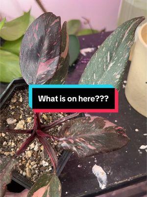 Are there spiders that eat houseplants that are not spider mites? This webbing is not from spider mites. I am debating if I need to torch this plant. #spider #plantparenthood #plantproblems #whatisit #philodendron #pink #philodendronpinkprincess 