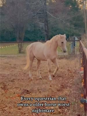 #sassythepalomino #queenpalomino #palominoqueen #palomino #horse #horses #horsesoftiktok #horsesontiktok #horsetok #horsetoker #equine #fyp #foryoupage 