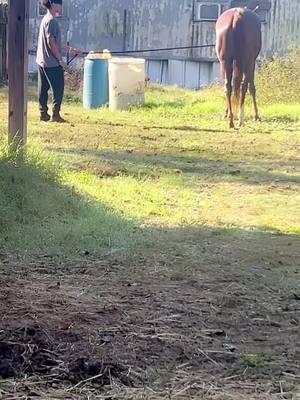 Ms Daisy getting some TLC this morning a healthy horse is a happy horse, that’s why God made cowboys 🙌🏾 💯#fyp #f6racing #BF #racehorses #equinelife #broodmaresoftiktok 