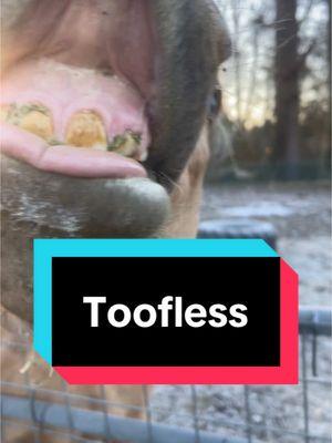 Good morning to my toofless munchkin!! Can you guess how many teeth are missing?? You might have to pause the video to count!! #horse #horses #prerd #lena #baby #babyteeth #toofless #funnyvideo #funnyanimals #dunkin #munchkin #breakfast #teefers #cute #cutebaby #equestrian #smiles 