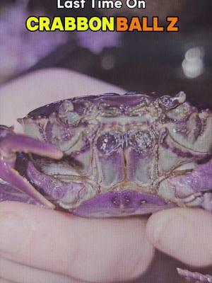 No, I couldnt be bothered to to upstairs to get my phone, as the total inferiority of the iPhone camera was not obvious until after I recorded this. But yay! #crabmolt #moltwatch2025 #sandwichthecrab  #molt #molting #purplecrab #purplethaidevilcrab #purple 