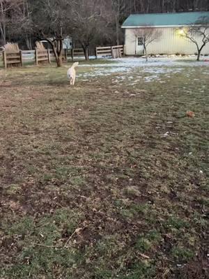 Say hi to Trace!  #pet #petsitting #petsitter #petsittinglife #dog #dogsoftiktok #PetsOfTikTok #fypage #goldenretriever #retriever #labradorretreiver #labrador #yellowlab 