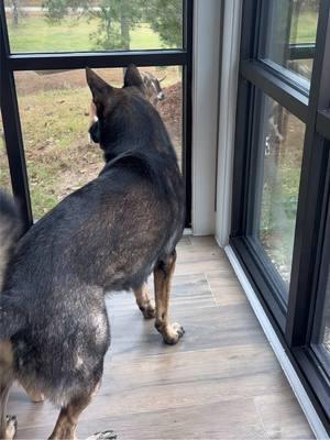 Knox about to make some goat soup! #goat #germanshepherd #knox #dogs #petpov #traineddog #petlife #gsd 