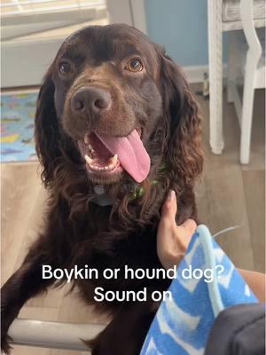 Anyone else’s Boykin howl like a hound dog? #boykinspaniel #dog #dogsofttiktok #howling #walkies 