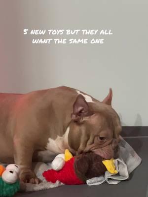 5 new toys 5 dogs but they all want the chicken!! #exoticbully #dog #dogs 