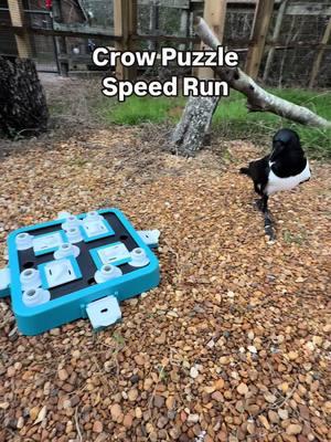 A lil speed run of a new puzzle for Trixie the African pied crow! She’s quite intelligent, but her biggest hurdle with new puzzles is determining the new toy isn’t going to try to eat her 😂 #crow #crows #bird #birds #birdwatchers #birdwatching #animal #animals #wildlife #funnyanimals #zoos #enrichment #animalcare 