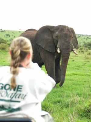 The ultimate birthday gift!! 🤯🐘 #safari #serengeti #tanzania #animalencounters #africansafari 