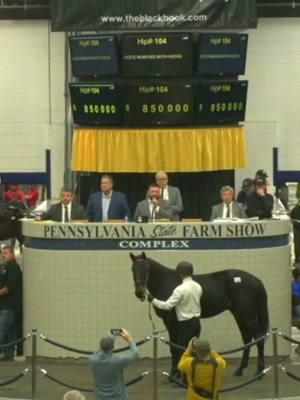 2024 was A Sale Season to Remember as multiple horses sold for over 1 million dollars! #Top10 #countdown #harnessracing #ustrotting 