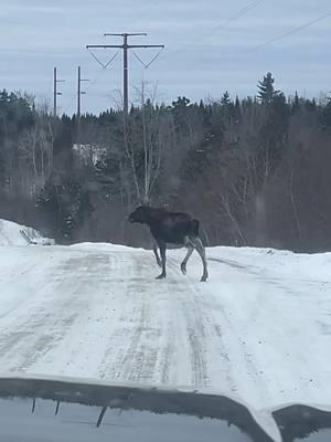 Little bit of my winter so far. #maine #moose #deer #winter #graderoperator #cowboy #north #snow #lynx #johndeer #chevy #beyondtheboundaries #livemoregobeyond #maineguide #maineguidelife #guidelife #loneolecowboy 