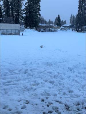 Go Baker Go!!! ❄️☃️🎄 #whitelab #baker #labradorretriever #leavenworth #leavenworthwa #christmastime #snowpuppy #labrador #labsoftiktok #labradorpuppy #letitsnow 