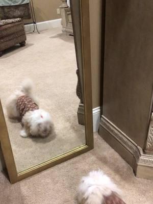 Who are you ??? #whoareyou#puppy#thewho#pets#mirror#funny#saywhat  #isitme 