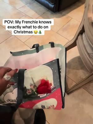 Haha, why did he know to get it out like that 😂🎄🥰. #frenchie #frenchbulldog #frenchiesofinstagram #dogsofinstagram #frenchielove #frenchies #dog #puppy #bulldog #frenchiepuppy #frenchbulldogsofinstagram #frenchielife #dogs #frenchieoftheday #frenchiegram #puppylove #frenchbulldogs #frenchiesociety #puppiesofinstagram #bulldogfrances #puppies #Love #bulldogsofinstagram #instadog #instafrenchie #doglover #frenchbulldogpuppy #dogstagram #french #bulldogs