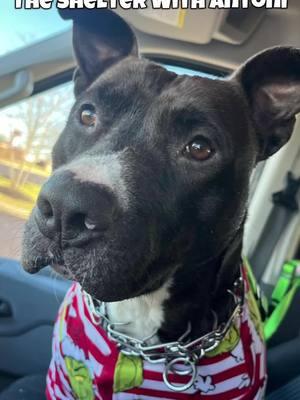 Seeing Antoni outside the shelter will always bring a smile to our faces ! From a misunderstood at risk pitty to a loving, attention seeking cuddle bag! He’s a great car rider & shopper! He uses his manners when meeting new people at Lowe’s and pet supplies plus.  Want to learn more about Antoni?! Reach out ! #rescuedog #animalwelfare #Shelterdogs #rescuedogsoftiktok #dogsoftiktok #saveourshelter #clermontcountyanimalshelter #shelterdog #pittylove #lastchancedogs #misunderstooddogs @Krissy057 