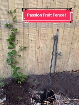 Project passion fruit fence has officially begun 🌱#fyp #foryoupage #passionfruit 