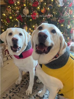 I love them sm it hurts🥺  #dogsoftiktok #yellowlabsoftiktok #senti #cute #puppylove #christmashaul 