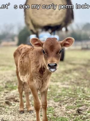 #aifilter Novey looks like a little sheep 😆 #dairycow #jerseycows #microdairy #homesteadlife 