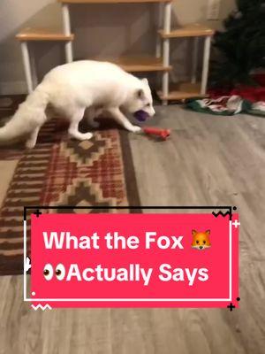 Stay tuned for Aku’s Christmas Presents 👀🦊🎄 #whatdoesthefoxsay #foxandthehound #arcticfox #fox #happyholidays #floof #cute #fyp #exoticpets #petfox 