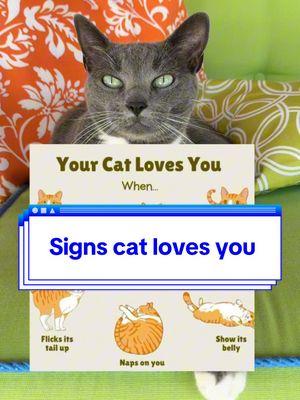 Signs cat loves you  #catsoftheworld #catsoftiktok #catslovers 