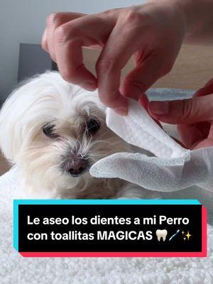 @PICEPET #picepet Wipes 3D de dedo para aseo dental de Perros, formula enzimatics de Papaya, contiene aceite de coco, miel, pepinillo, te verde, algas que ayudaran a reducir el mal aliento y lo refresca, no irrita encias, previene la placa bacteriana. #lorentix #dogs #dentalcleaning #dogdentalcleaning #picepet #picepetwipes #perros #aseobucal 